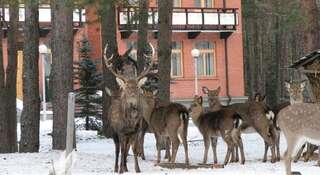 Гостевой дом Загородный комплекс Дом Лесника Хотинец-5